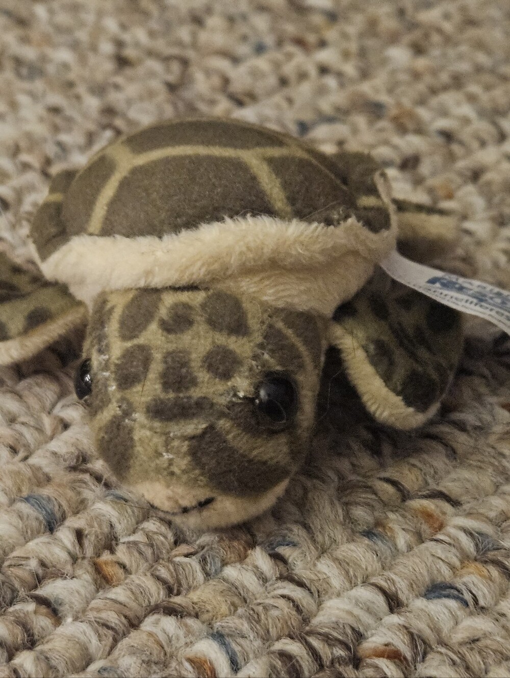 Marine Life Rescue Turtle - Picture 2 of 6